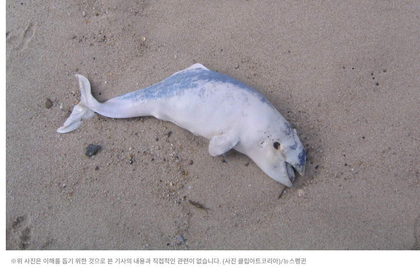 [뉴스펭귄] 뱃속에서 중금속 중독된 새끼 돌고래…”농도 어미의 5배”